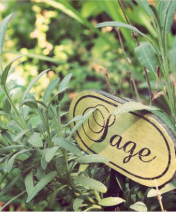 350x420 sage